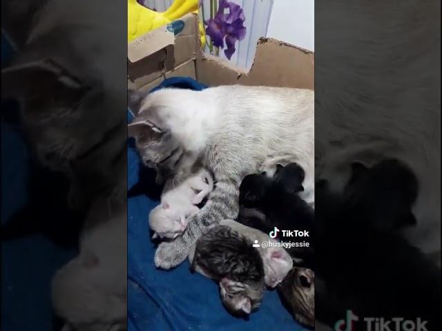 Мама кошка вылизывает новорожденных котят(1)