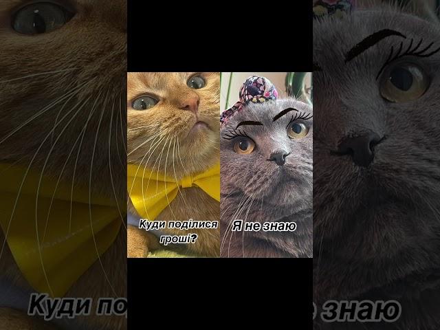 КІТ ЧІПС ТА СІМЕЙНИЙ БЮДЖЕТ #cat #приколы #кот #котик #catlover #funny #юмор #котики #смех