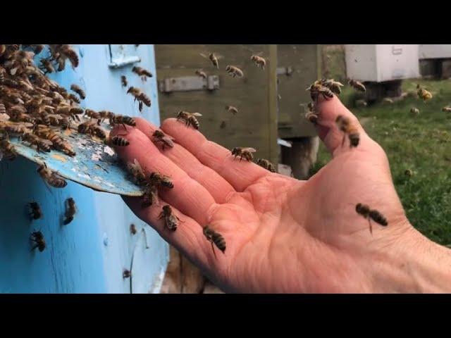 Life of bees in a hive | Macro footage