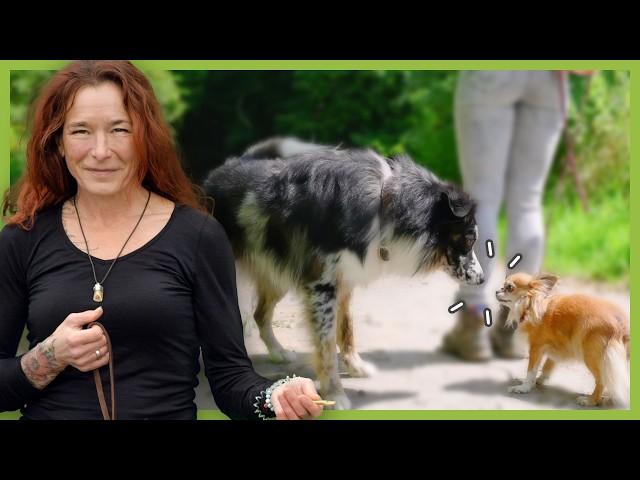 Hund richtig sozialisieren | Beispiel an der Leine bei Hundebegegnungen