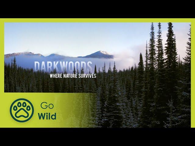 Darkwoods: Where Nature Survives - Go Wild