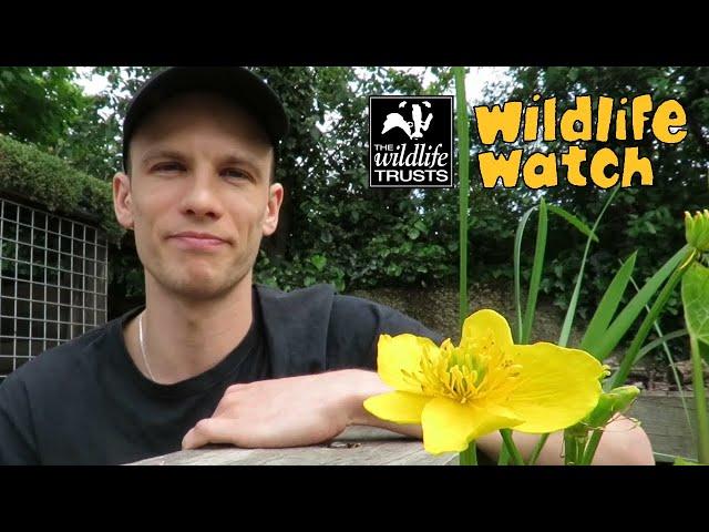 Wildlife Wednesday: All about pollination!