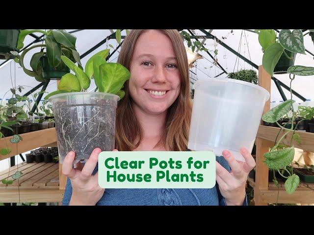 Clear Nursery Pots for House Plants?!  Why You Should Be Using Them If You're Not Already!