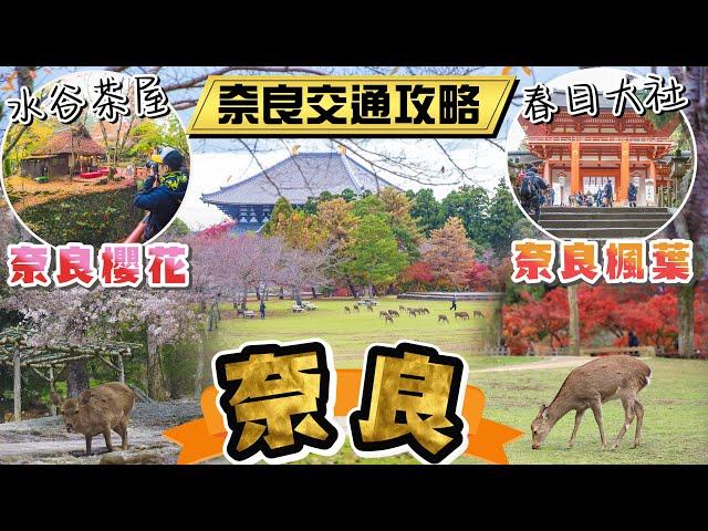 奈良一日遊 必玩的6個景點 東大寺、奈良公園、春日大社、水谷茶屋、若草山、二月堂 I 京都(大阪)前往奈良的交通攻略及奈良巴士的搭車地點 I 奈良櫻花及奈良楓葉全攻略