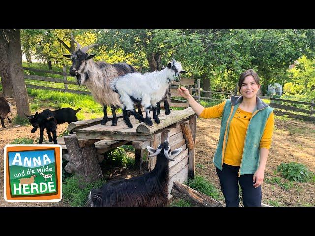 Klaue drauf | Reportage für Kinder | Anna und die wilde Herde | 01