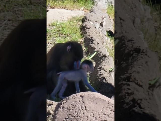 Scarlett and baby Ruby  the Mandrills  #fortworthzoo