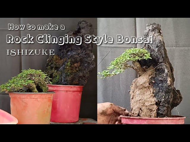 How to make a Rock Clinging Style  "Ishizuke" Bonsai - Episode # 18 (Must Watch till End)