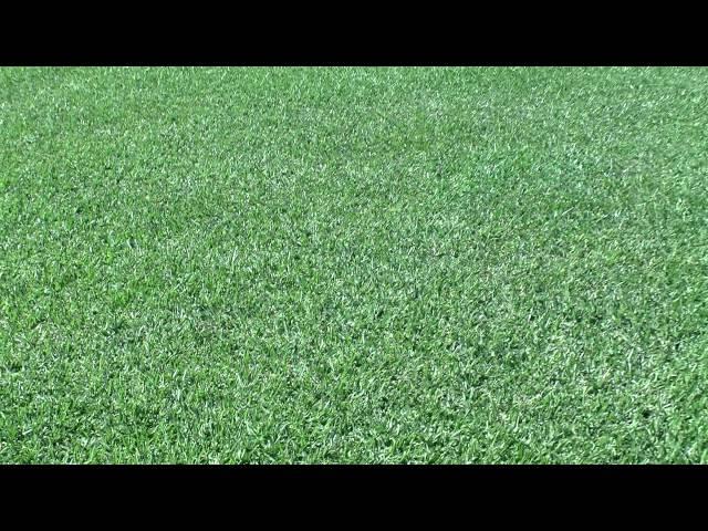 Prestige® Buffalo Turf - Darkest Green Buffalo