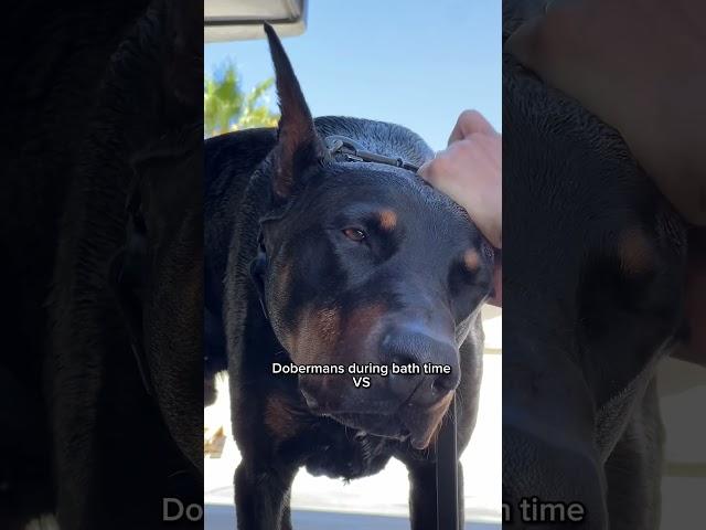 My Doberman gets this way after bath  #doberman #dog #funnydogs