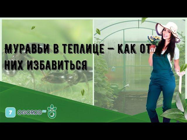 Муравьи в теплице — как от них избавиться