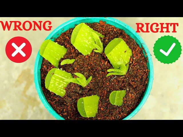 How To Grow Aloe vera From Leaf Cutting | Ar2 Garden | Aloe vera Plant Propagating