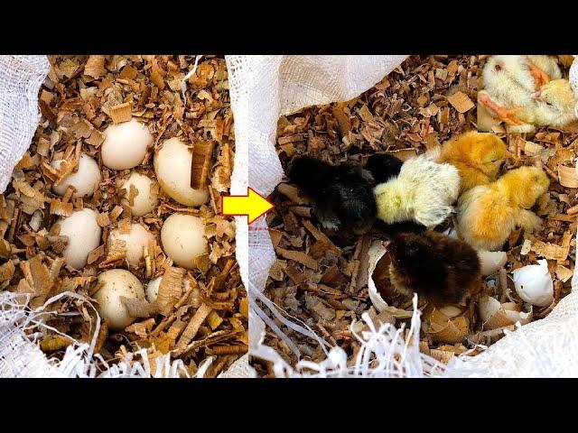 Boy HATCHED Chicks In WOODEN CHIPS without any Egg Incubator - World's First chicks HATCH In chips