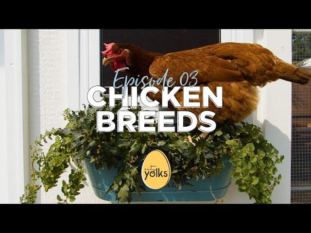 Best Chicken Breeds for Beginners | YolkTube by City Yolks