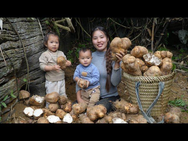 Harvest wild tubers and bring them to the market to sell - cook wild tubers for your children to eat