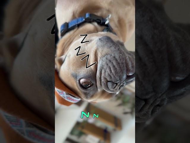 The song of the Frenchies   #frenchiegang #dog #frenchbulldog #frenchiesquad #frenchie