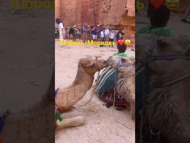 Camels' Love#shorts #love #life #camels  #petra #jordan #любовь