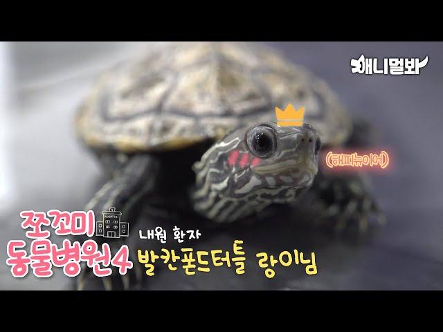 Animal Hospital for Tiny Animals 4 : Balkan Pond Turtle Rangi