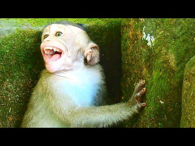 HUNGRY MILK POOR  BABY MONKEY NO MILK MOTHER  @NewsBabyMonkey