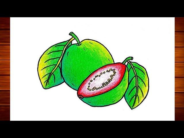 Guava Drawing || How to Draw Guava Fruit Step By Step || Easy Guava Fruit Drawing Colour..