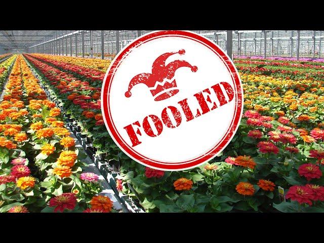 How a Professional Grower Fools Plants into Flowering