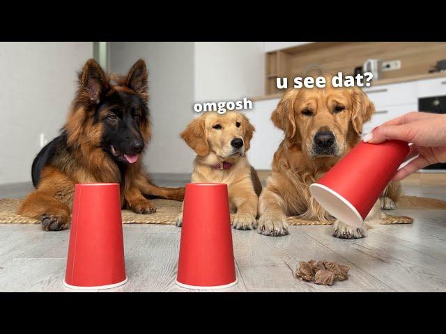 Testing My Dogs Intelligence | Puppy vs Adult Dogs