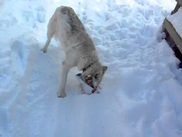 Tika in the snow - pt. 3