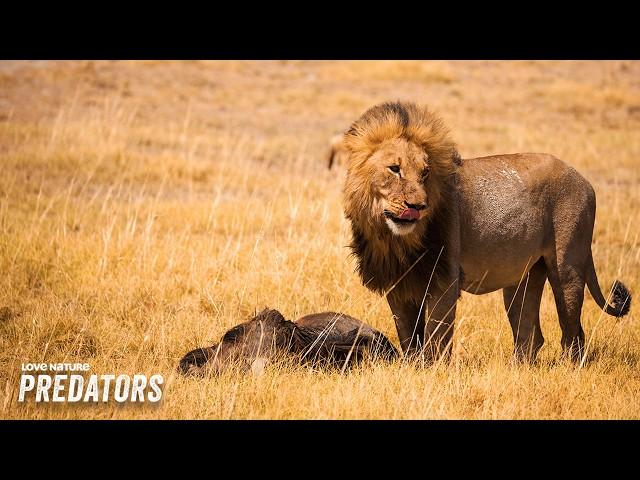 African Icons: Lions, Elephants, and Antelopes | Wildlife Icons 101+203