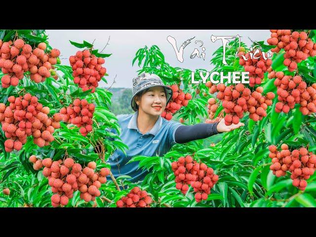 Lucia Harvesting Lychee Fruit  Goes To the Market To Sell | Lucia Daily Life