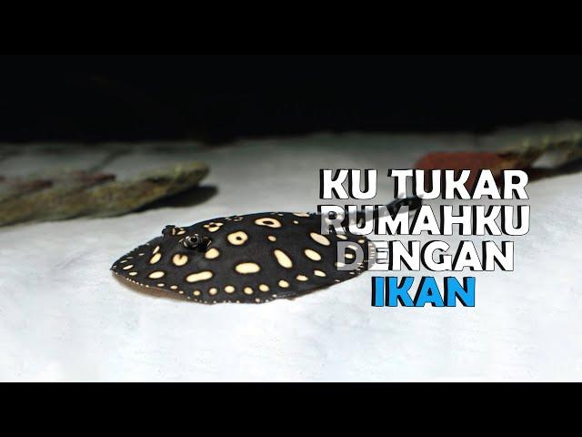 6 Jenis Ikan Air Tawar Termahal Di Dunia