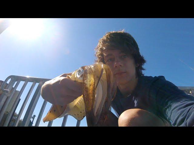 SQUID, BREAM and STINGRAY - Catch n Cook - Fishing with DYLAN!