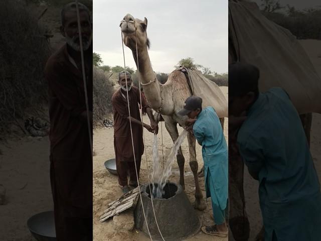 إفراغ مثانة الماء على الجمل