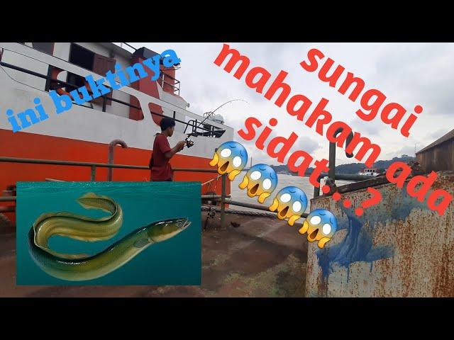 MANCING DI SUNGAI MAHAKAM part 2 | ADA SIDAT..?? BUKTINYA..!!!