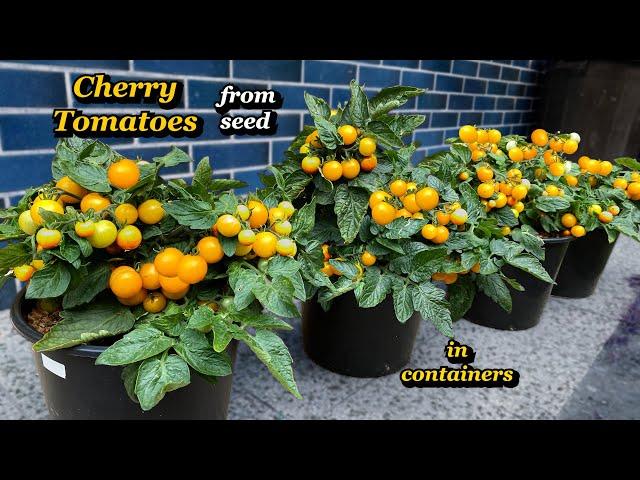 Growing Cherry Tomatoes from Seed to Harvest in Containers - Step by Step