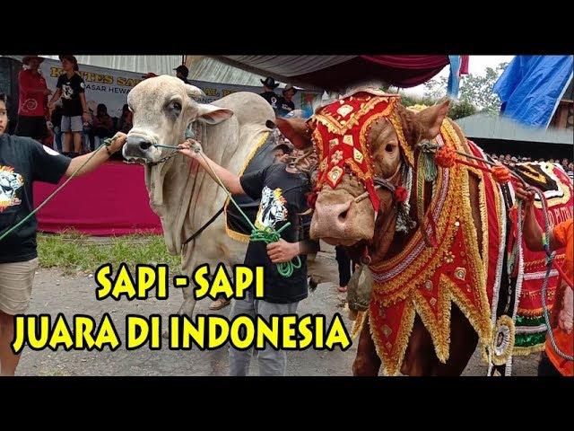 Video Sapi - Sapi Juara Di Kontes APPSI Grabag Sapi PO Ekstrim Dan Sapi Super Ekstrim