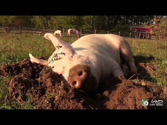 Einfach Schwein sein - und leben! 