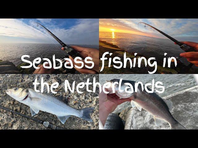 Seabass fishing - Zeebaars vissen - ‎صيد القروص/الدرعي - Levrek/Spigola/labrax