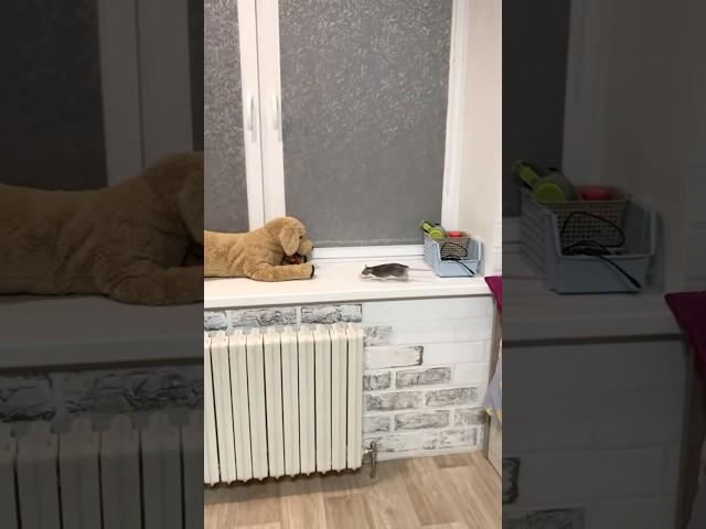 Крыса в квартире