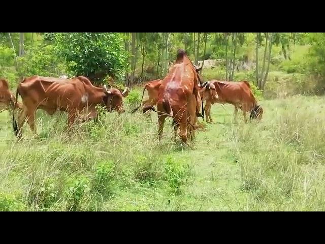 Gir breeding bull