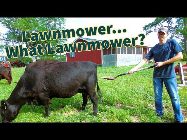 Lowline Angus... Lawnmowers - And Electric Fence-Line Calf Weaning