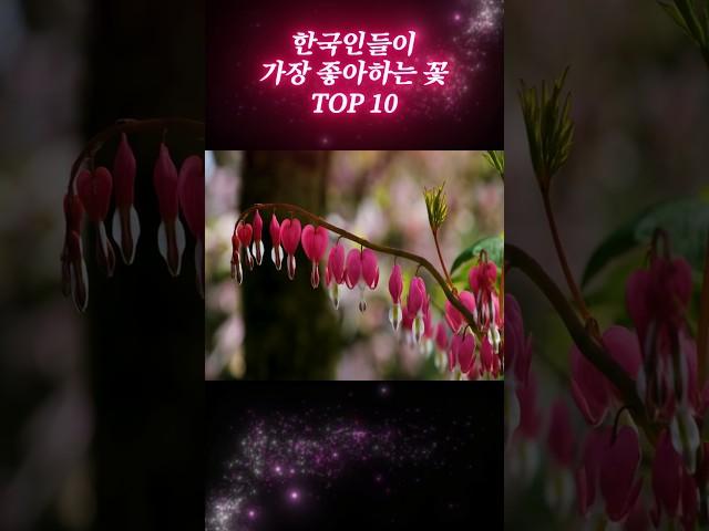 한국인들이 가장 좋아하는 꽃 Top10 #꽃 #flowers