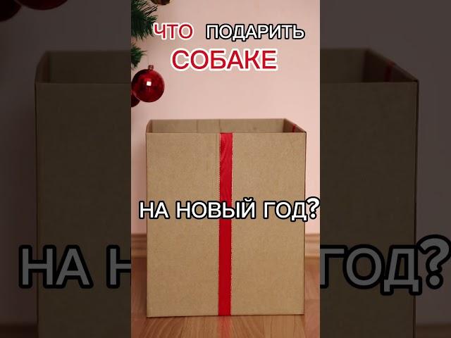 7 удивительных идей новогодних подарков для вашего питомца #shorts #dog #животные #новыйгод