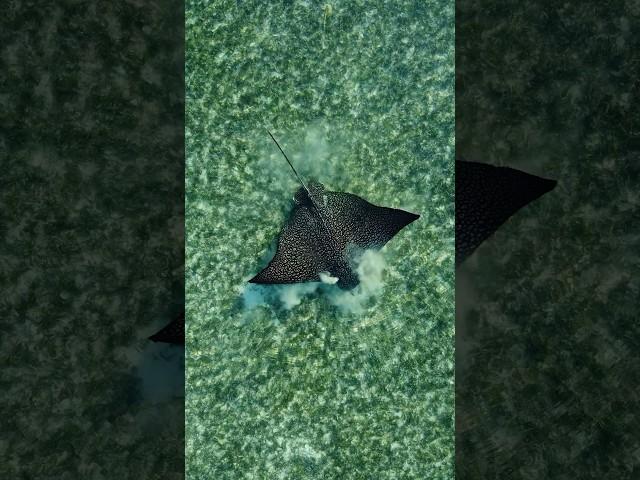 Spotted Eagle Ray Feeding