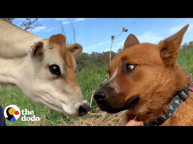 Herding Dog Afraid of All Cows Meets A Tiny Friend She Adores | The Dodo Odd Couples