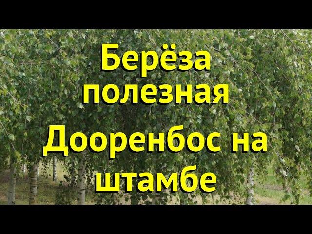 Береза гималайская на штамбе Дооренбос. Краткий обзор, описание характеристик betula Doorenbos