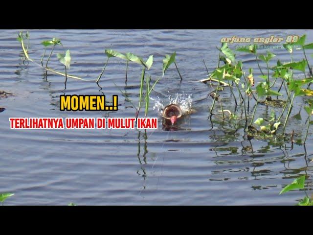 MOMEN MANCING..! TERTANGKAP CAMERA MULUT IKAN GABUS BABON MENYAMBAR UMPAN