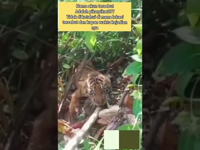 harimau di hutan