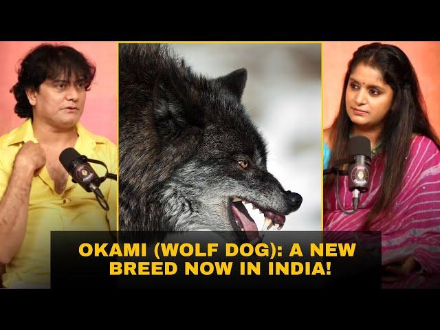 The Okami (Wolf Dog) in India: What Makes This Breed So Special? #wolfdogs #dogbreeders