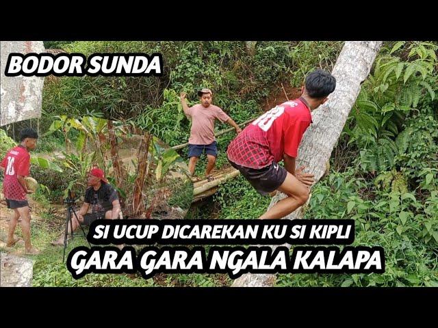 Bodor Sunda si ucup dicarekan ngala kalapa si kipli