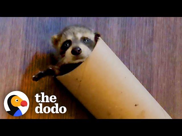 Baby Raccoon Is SO Awkward — And So Cute | The Dodo Little But Fierce