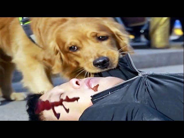 Golden Retriever protects his owner loyally. Golden Retriever loves you more than it loves itself!